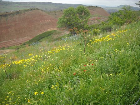 Georgien Wildblumen 01